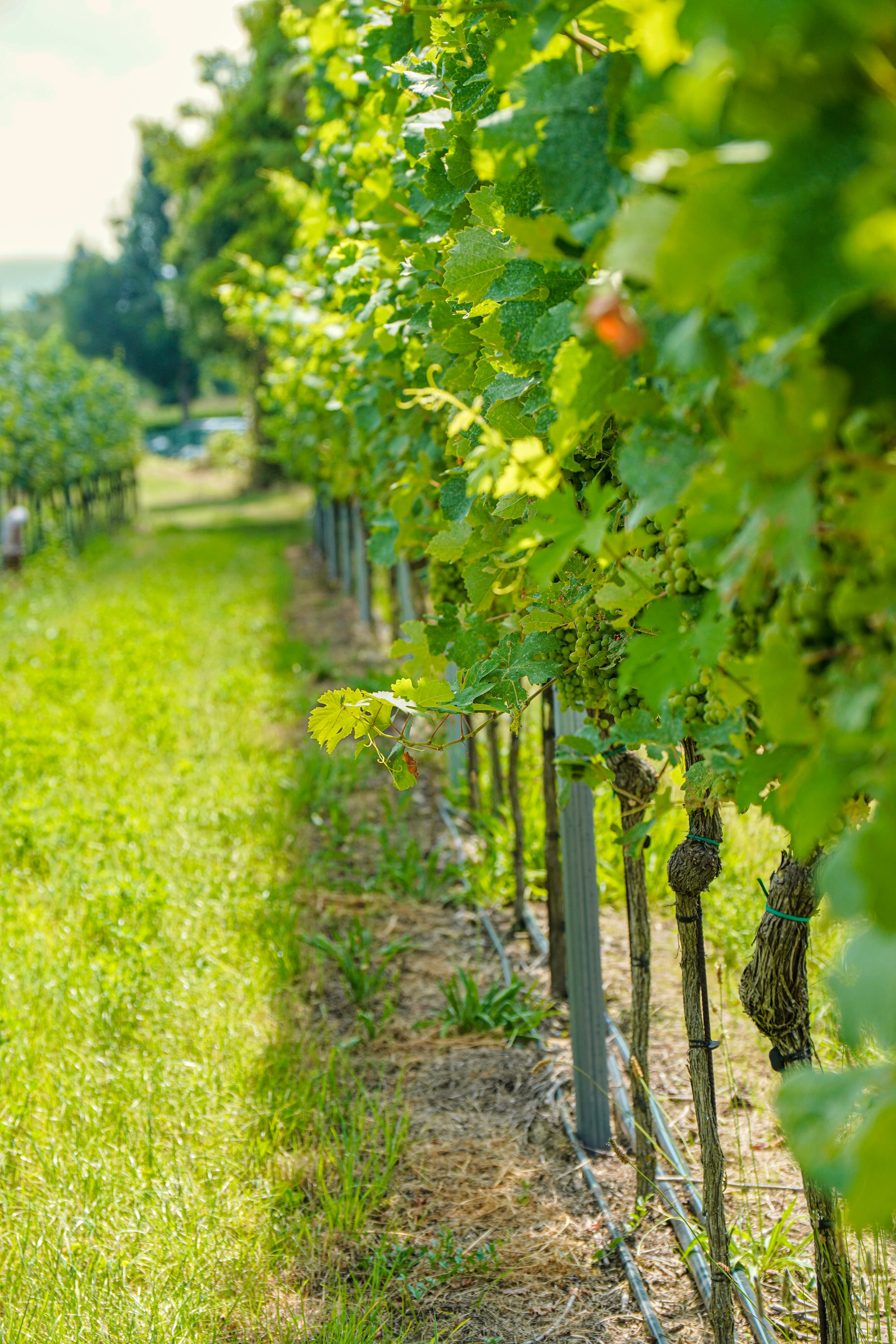 Weingut KORB