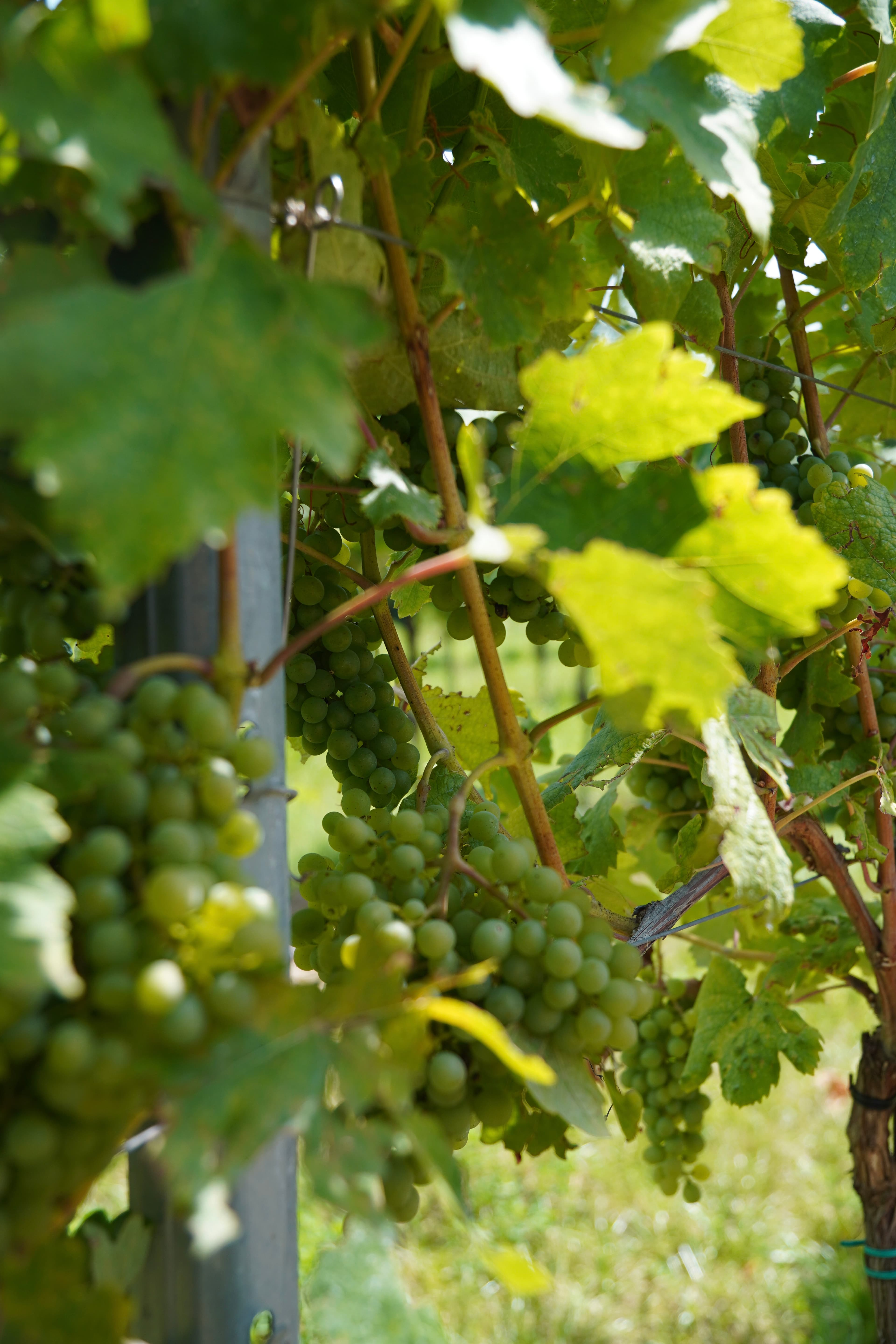 Verkostung im Weinberg